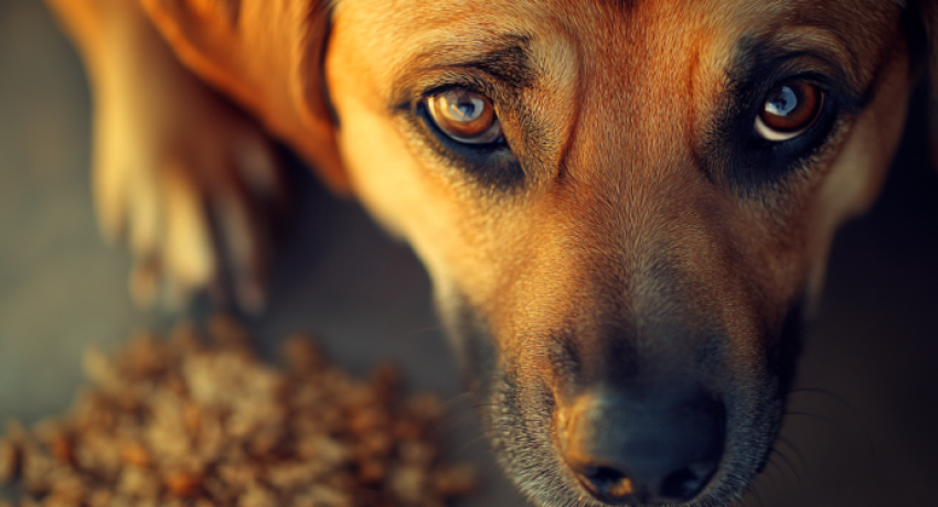 Wholehearted Dog Treats