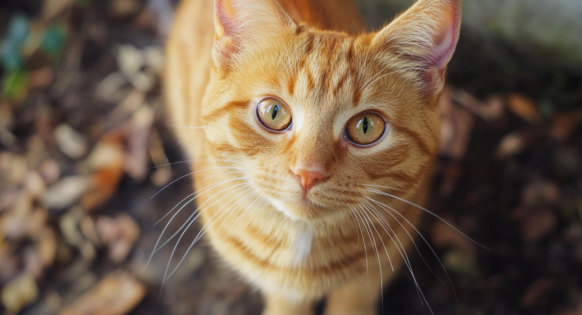 Wholehearted Squeezable Puree Cat Treat